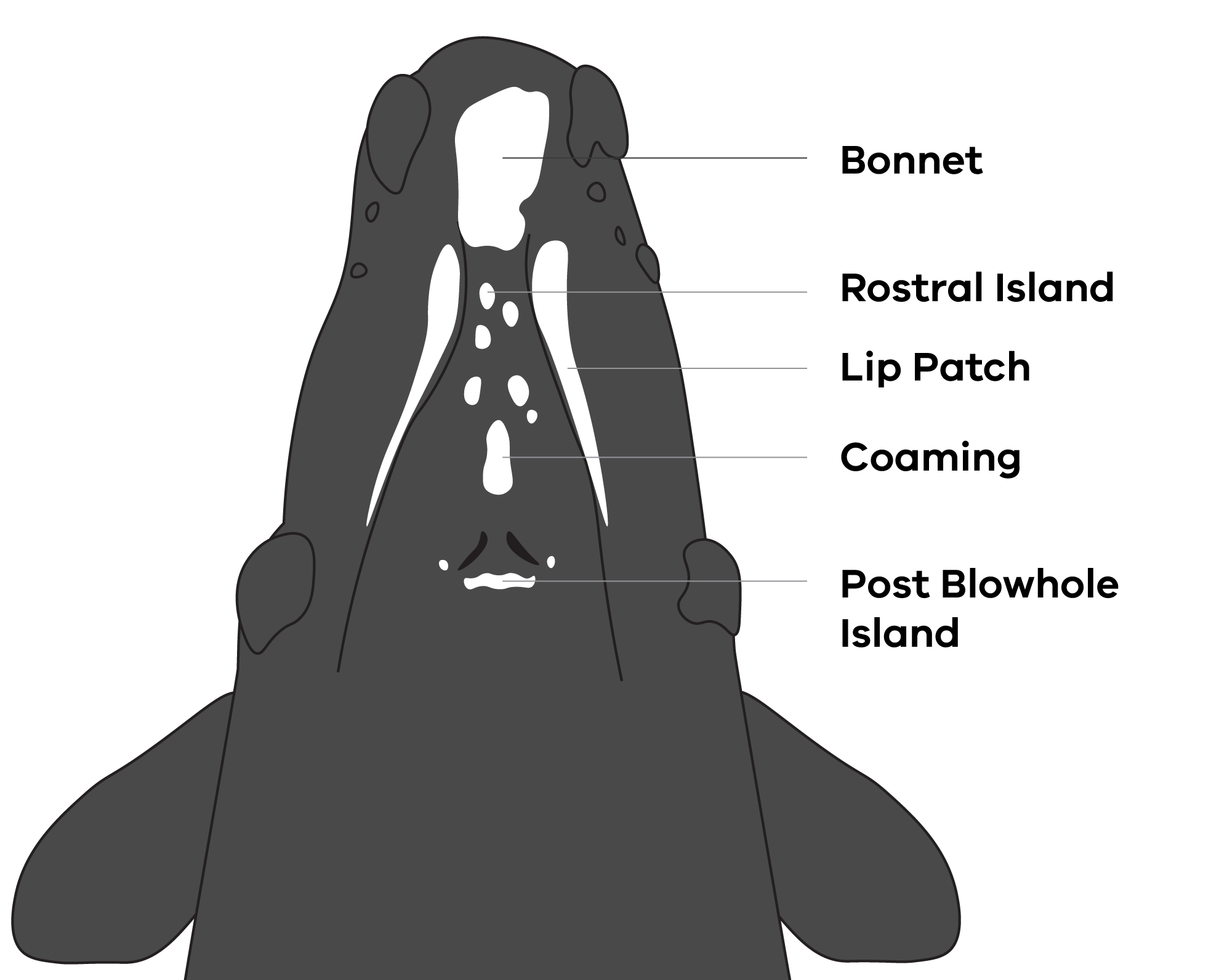 Whale id diagram