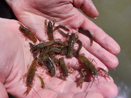 Common yabbies in hand