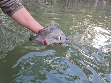 Releasing a Silver Perch