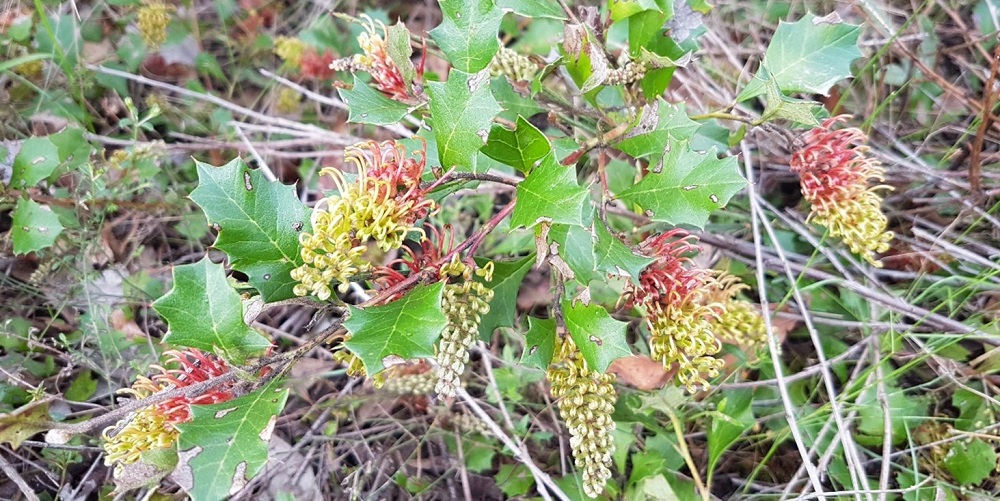 Enfield Grevillea Flowers
