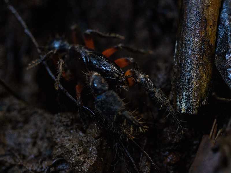 Dandenong burrowing crayfish at burrow entrance