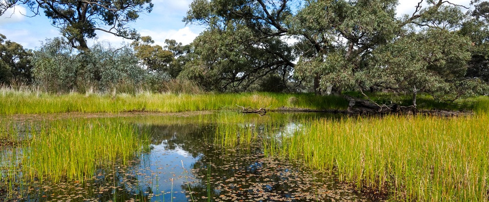 Carapugna wetland