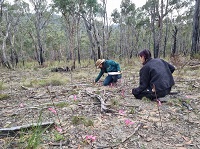 Ecologists surveying Enfield Grevillea