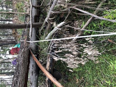 Survey transect in windstorm monitoring