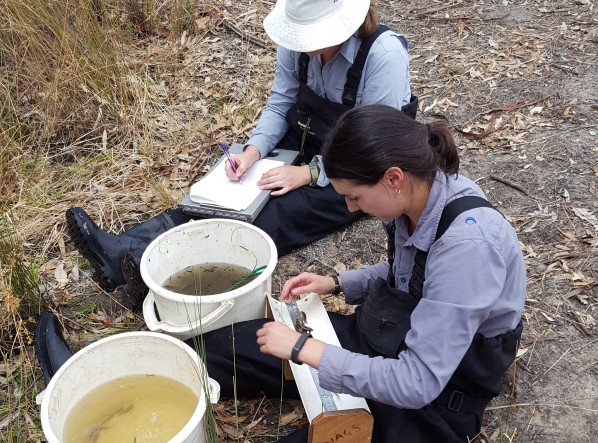 Measuring fish for environmental water research