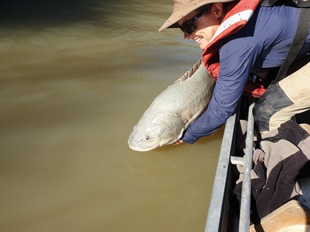 Releasing a Murray Cod