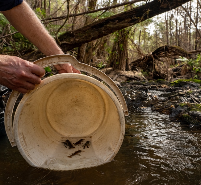 Crayfish being returned to fire-affected areas