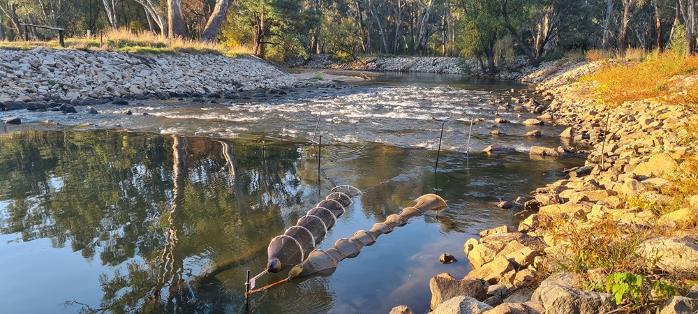 Fyke netting at rock ramp fishway Tea Garden